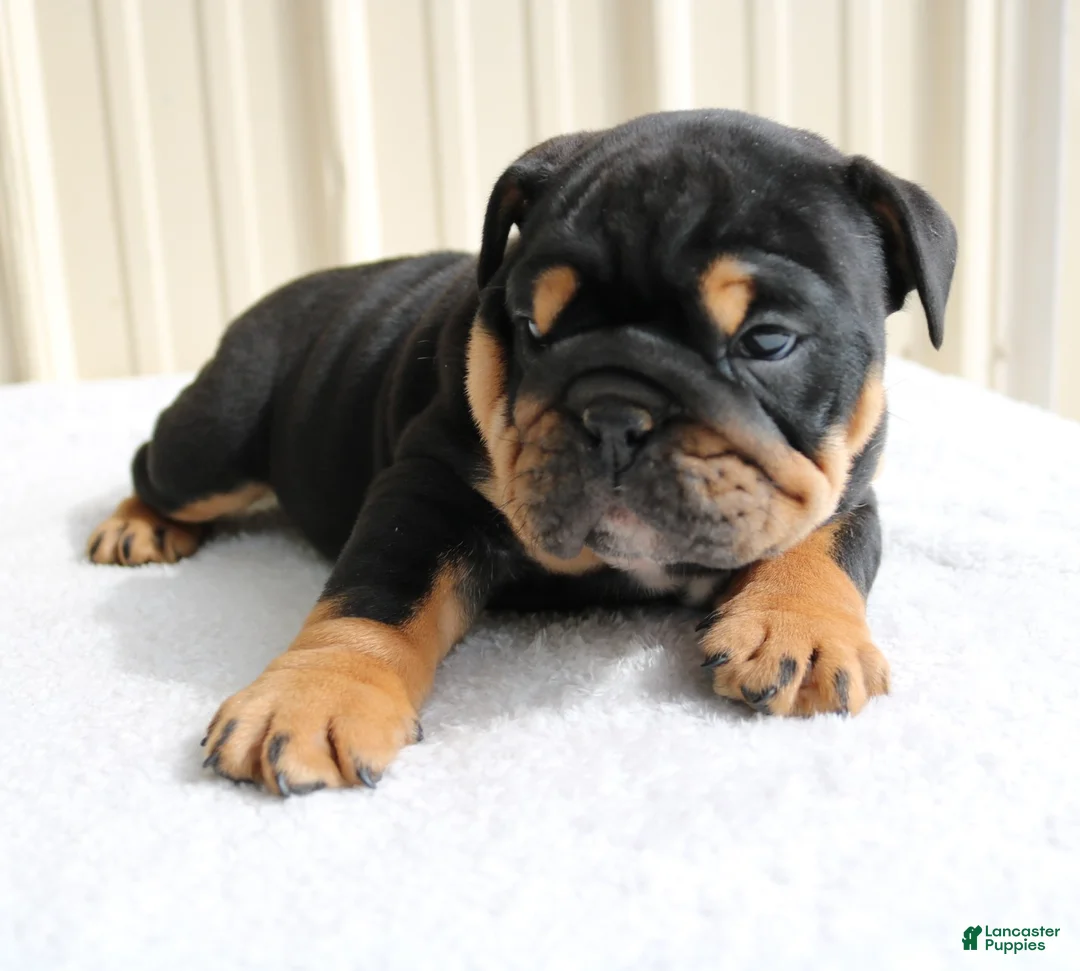 English Bulldog dogs for sale: Buddy  - Ad 2