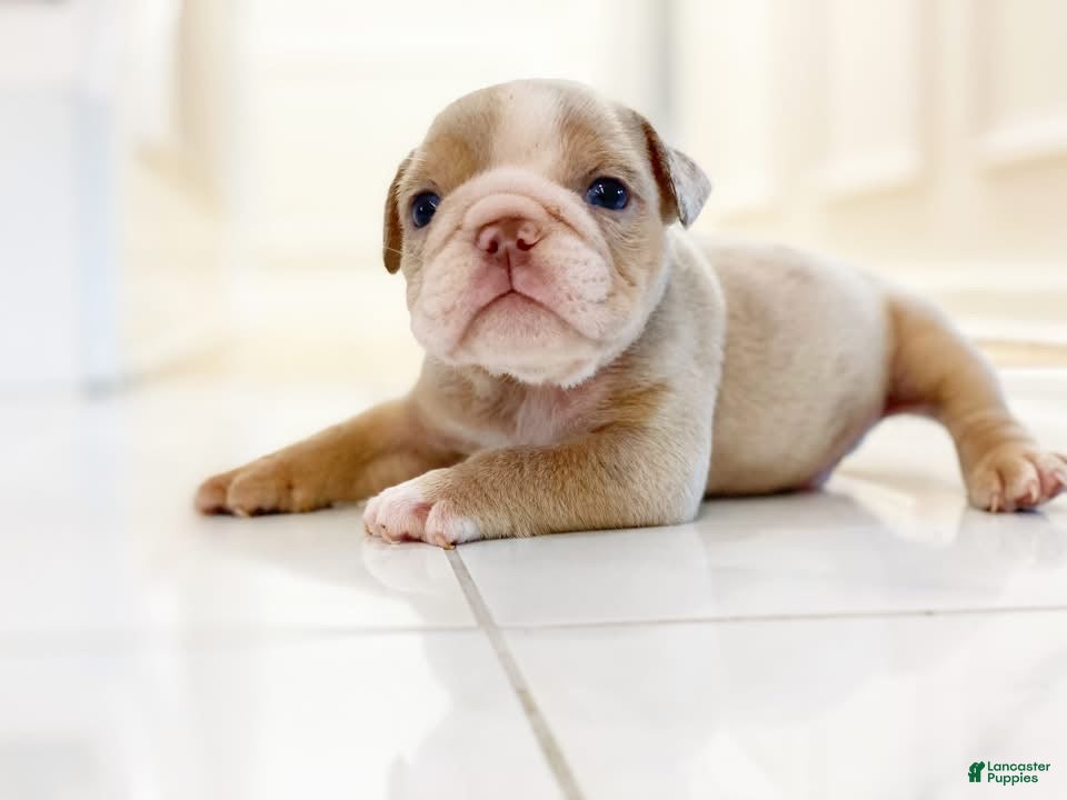 English Bulldog dogs Ricky - Ad 29