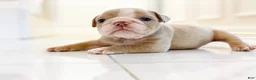 English Bulldog dogs for sale: Ricky - Ad 17