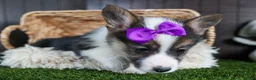 Welsh Corgi Pembroke dogs for sale: Ramona - Ad 8