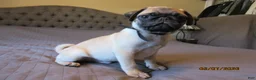 Pug dogs for sale: Tucker - Ad 12