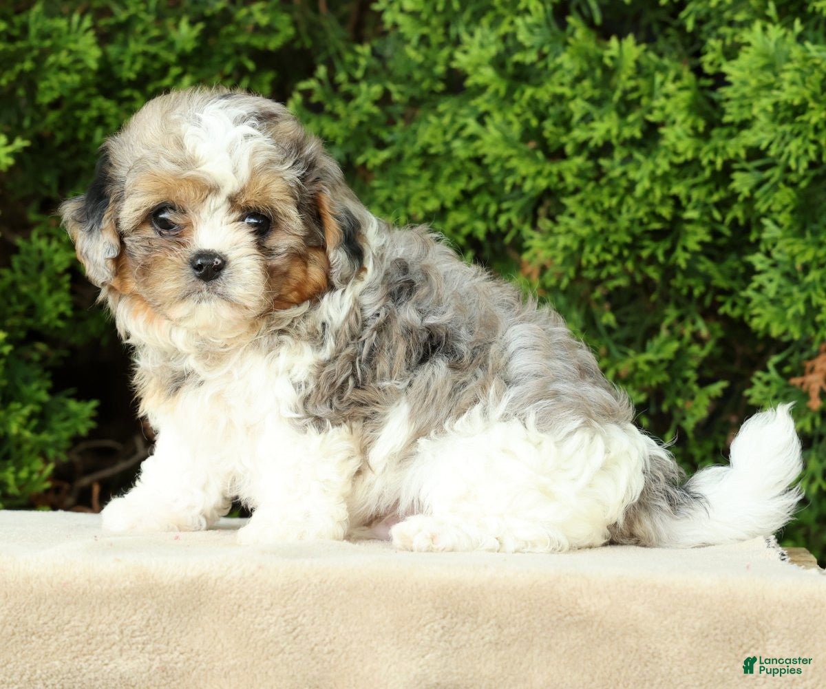 Mixed Breed dogs for sale: Finn - Ad 9