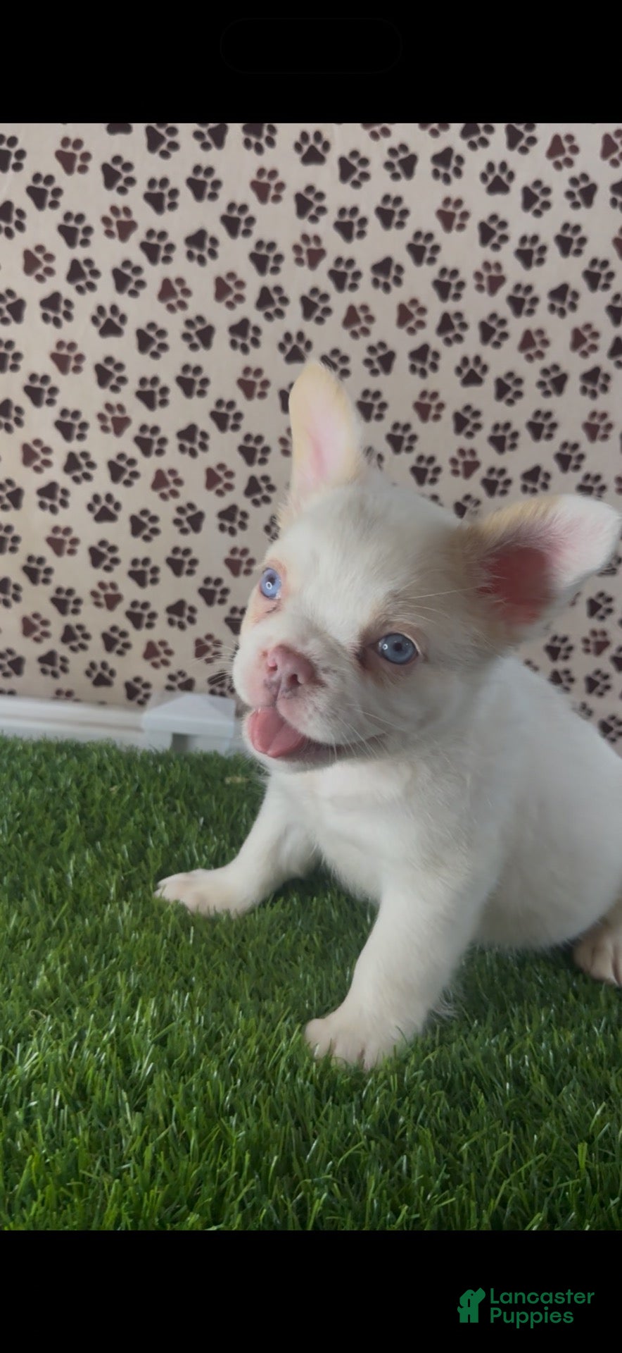 French Bulldog dogs Hades - Ad 26