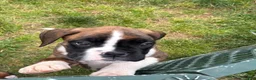 Boxer dogs for sale: Boxer 1 Samson  - Ad 5