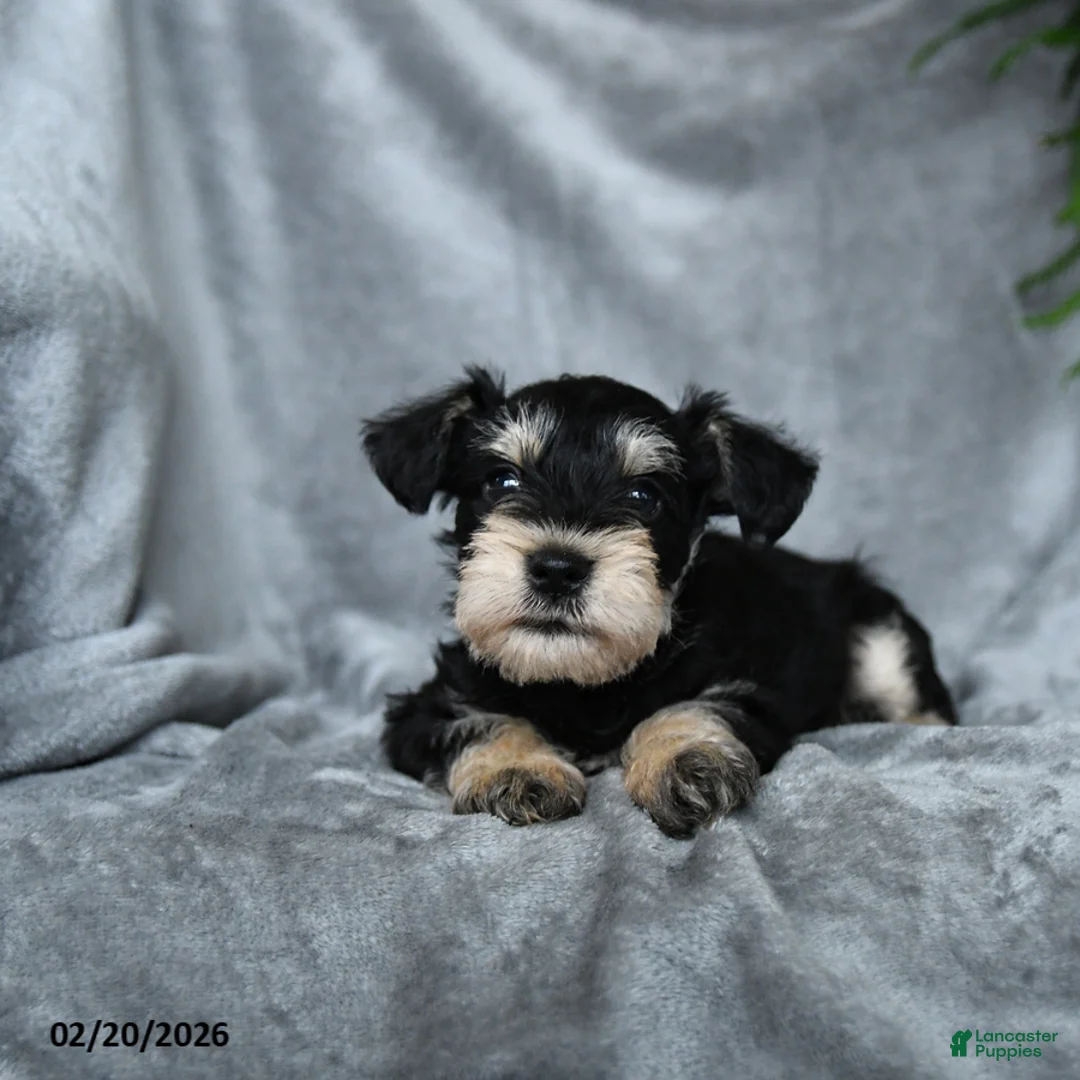 Miniature Schnauzer dogs for sale: Anthony - Ad 3