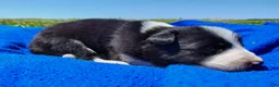 Border Collie dogs for sale: Denver - Ad 3