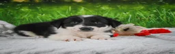 Border Collie dogs for sale: Jackson - Ad 7