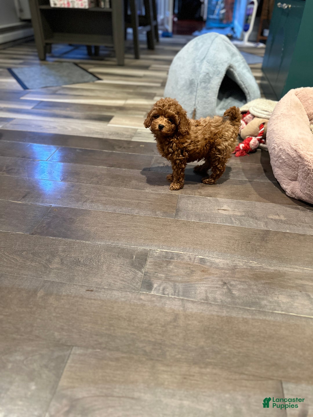 Toy Poodle dogs for sale: Jayden- Teacup/Toy Genetically TESTED - Ad 9