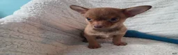 Chihuahua dogs for sale: Chihuahua 3 - Ad 1
