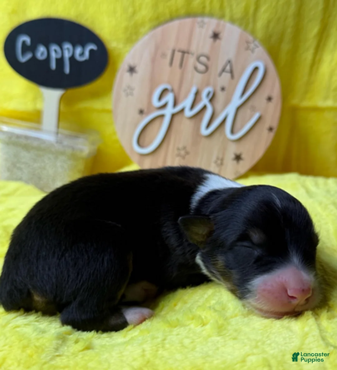 Australian Shepherd dogs for sale: Copper - Ad 1