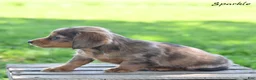 Miniature Dachshund dogs for sale: Sparkle  - Ad 3