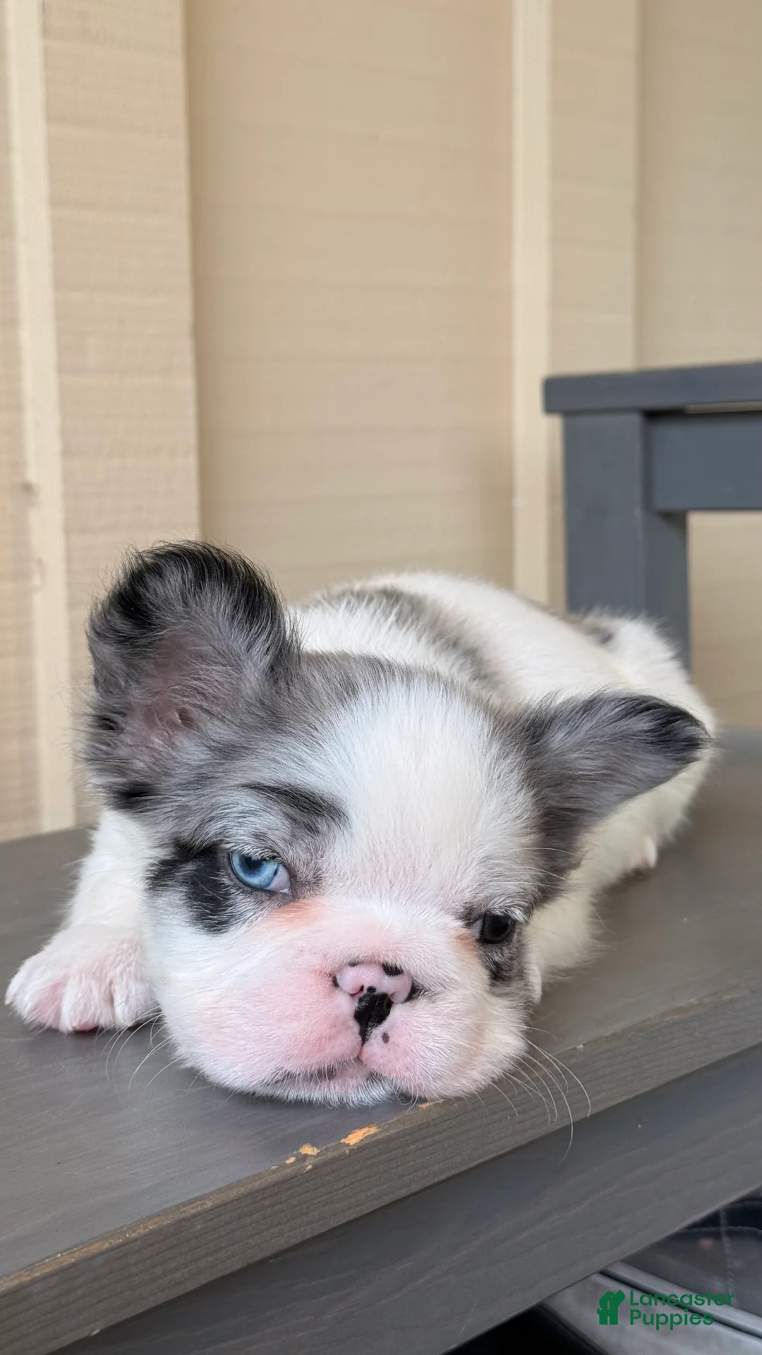 French Bulldog dogs for sale: 💙Blue Pied Merle Male French Bulldog - Ad 1