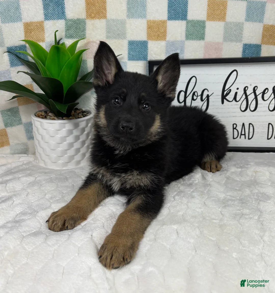 German Shepherd dogs for sale: Gage  - Ad 6