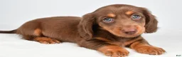 Miniature Dachshund dogs for sale: Trixie - Ad 3