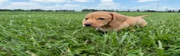 Miniature Dachshund dogs for sale: Rumi - Ad 5