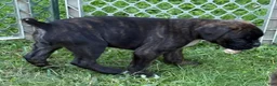 Boxer dogs for sale: Colonia - Ad 7