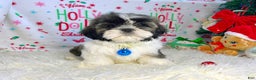 Shih Tzu dogs for sale: Elf - Ad 3