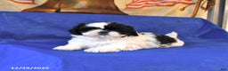 Shih Tzu dogs for sale: Misty - Ad 1