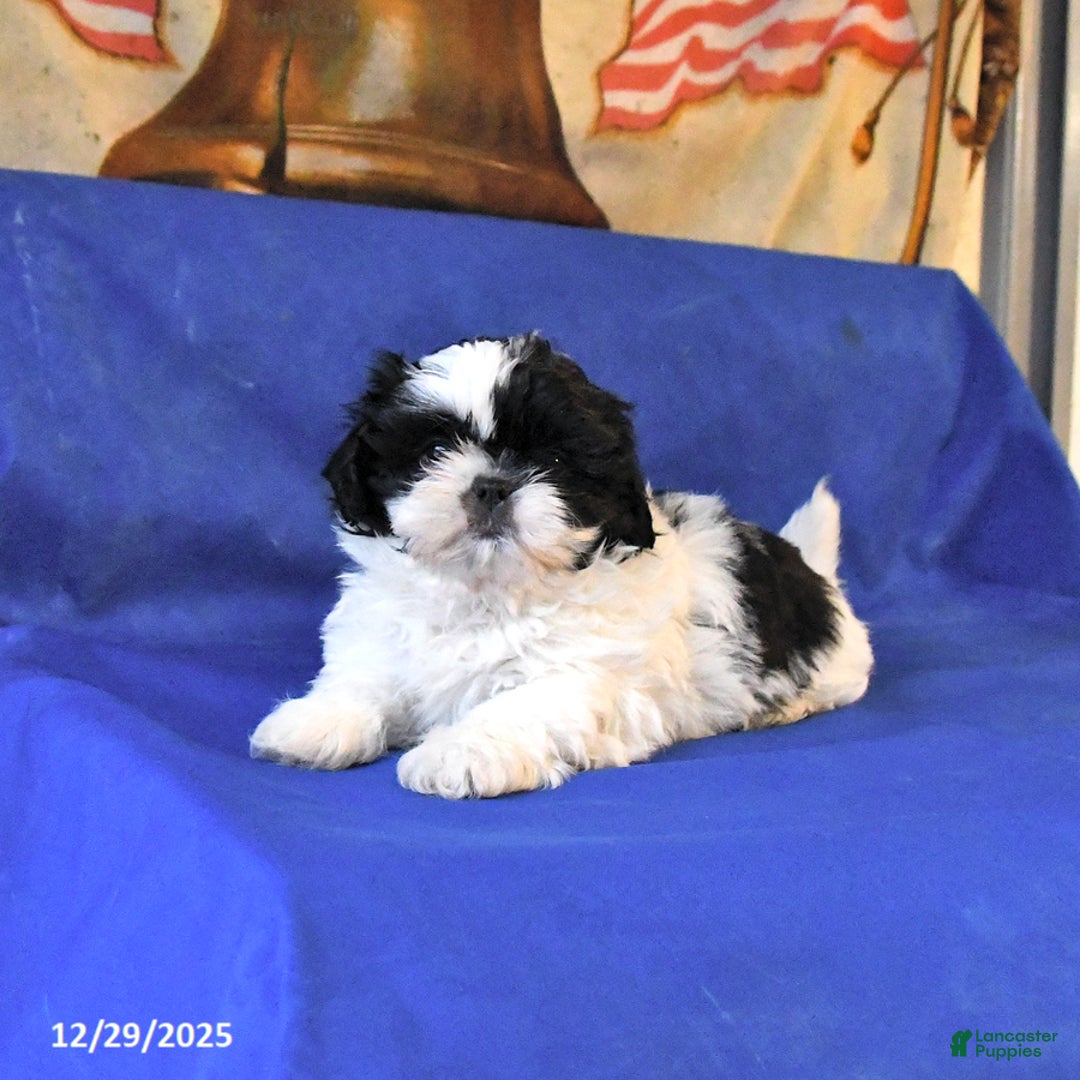 Shih Tzu dogs for sale: Misty - Ad 1