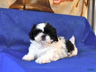 Shih Tzu dogs Misty - Ad 6