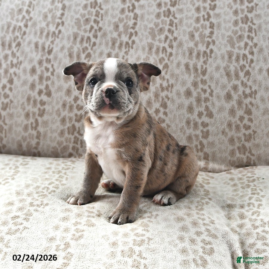 Frenchton dogs Buster - Ad 1