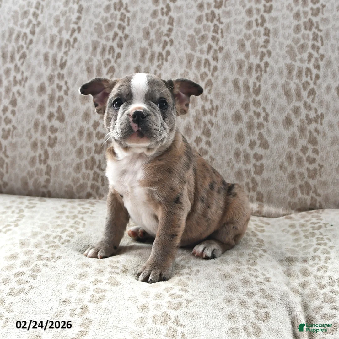 Frenchton dogs for sale: Buster - Ad 1