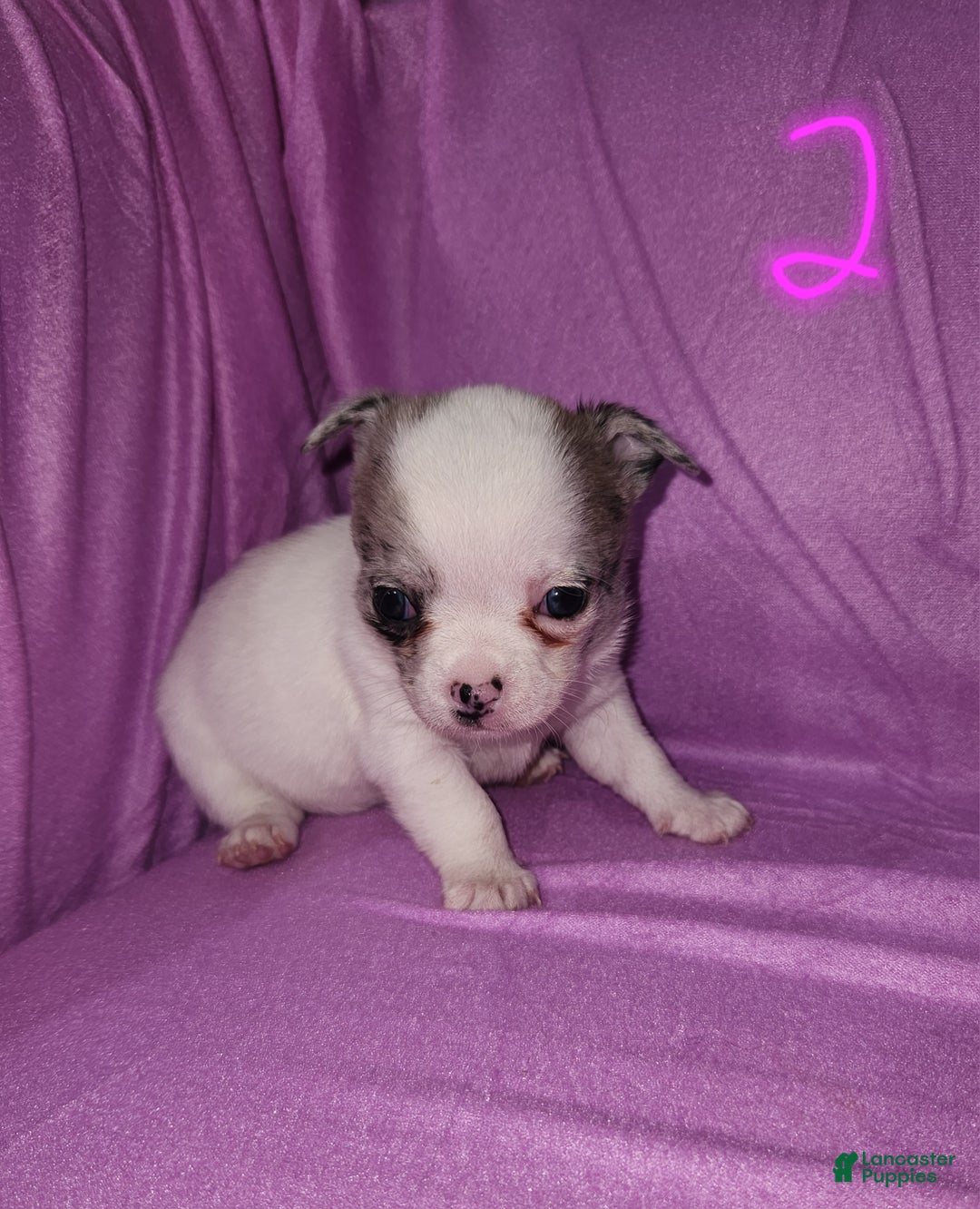 Chihuahua dogs for sale: Annies Female 2 - Ad 1