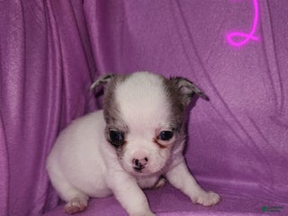 Chihuahua dogs Annies Female 2 - Ad 15