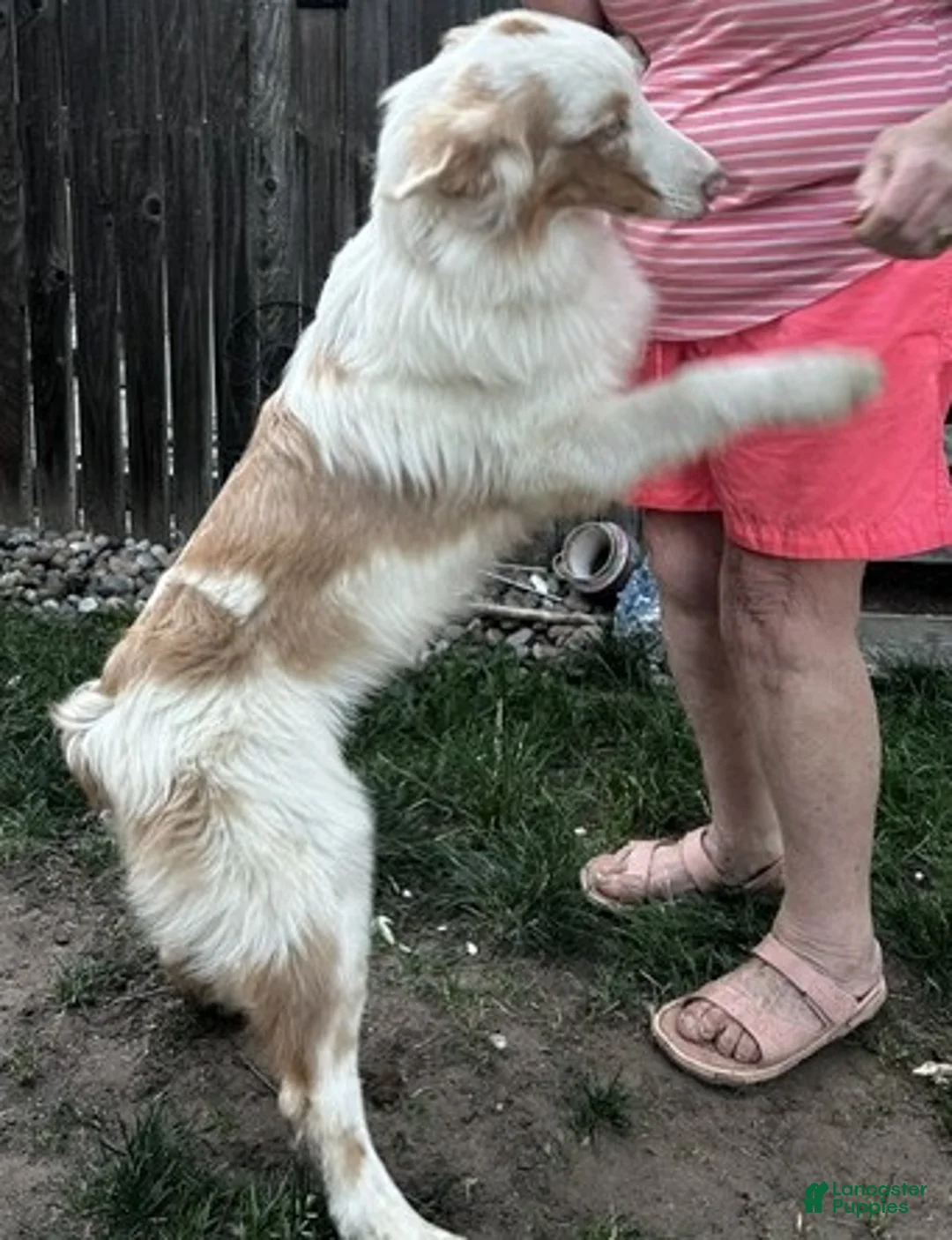 Australian Shepherd dogs for sale: Australian Shepherd 4 - Ad 3