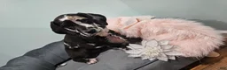 Great Dane dogs for sale: Harlequin Beauty  - Ad 7