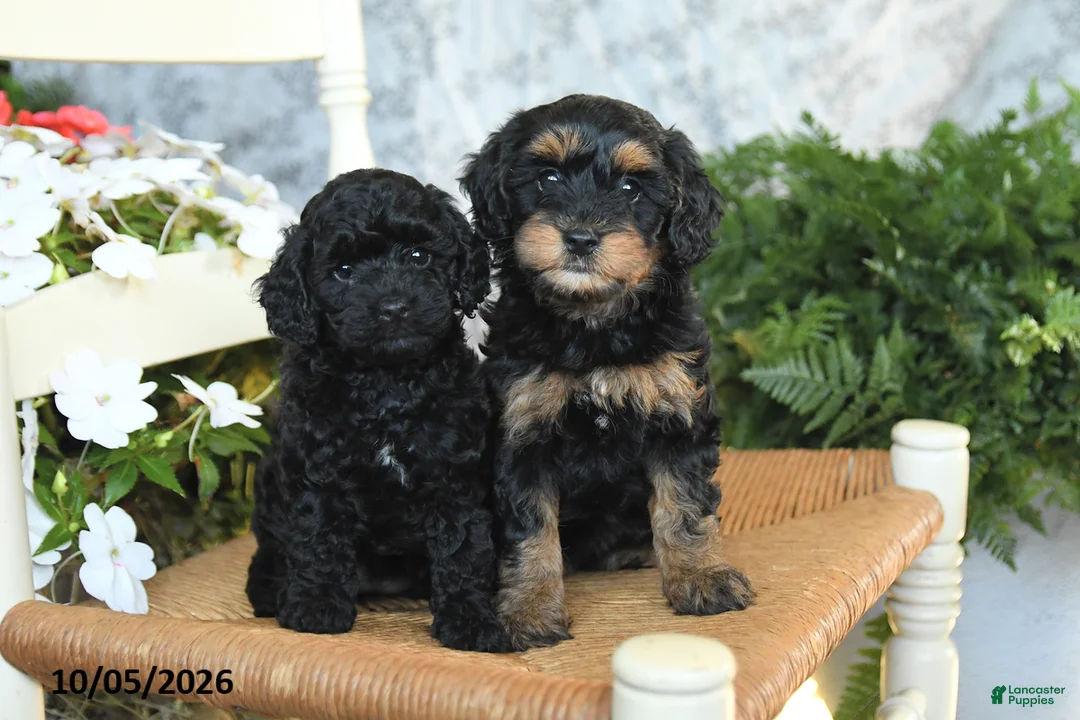 Havapoo dogs for sale: Emerald - Ad 5