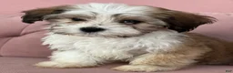 Havanese dogs for sale: Sugar - Ad 7
