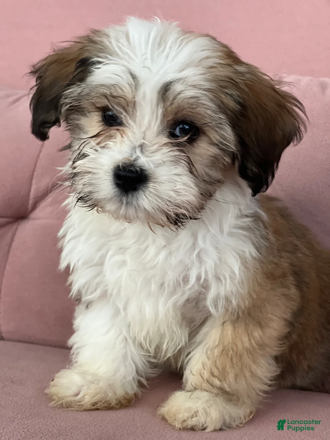 Havanese dogs for sale: Sugar - Ad 7