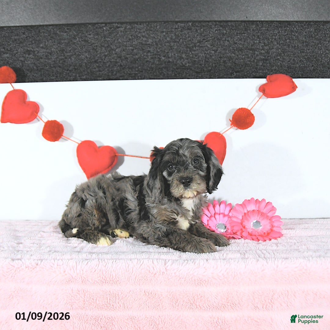 Cavapoo dogs for sale: Kyle - Ad 3