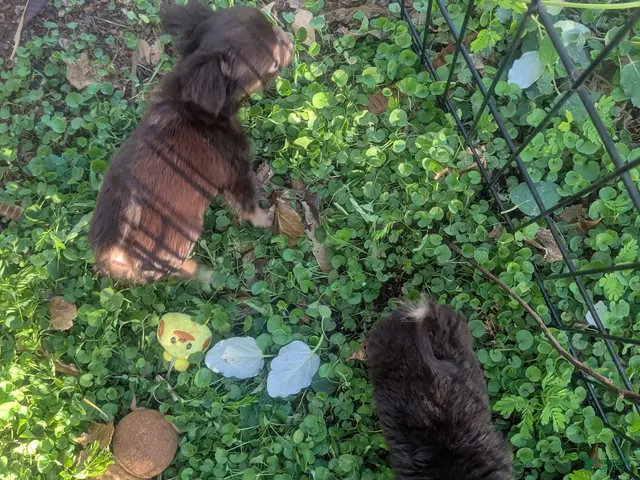 Chihuahua dogs for sale: Tcup Twix Chihuahua Male - Ad 2