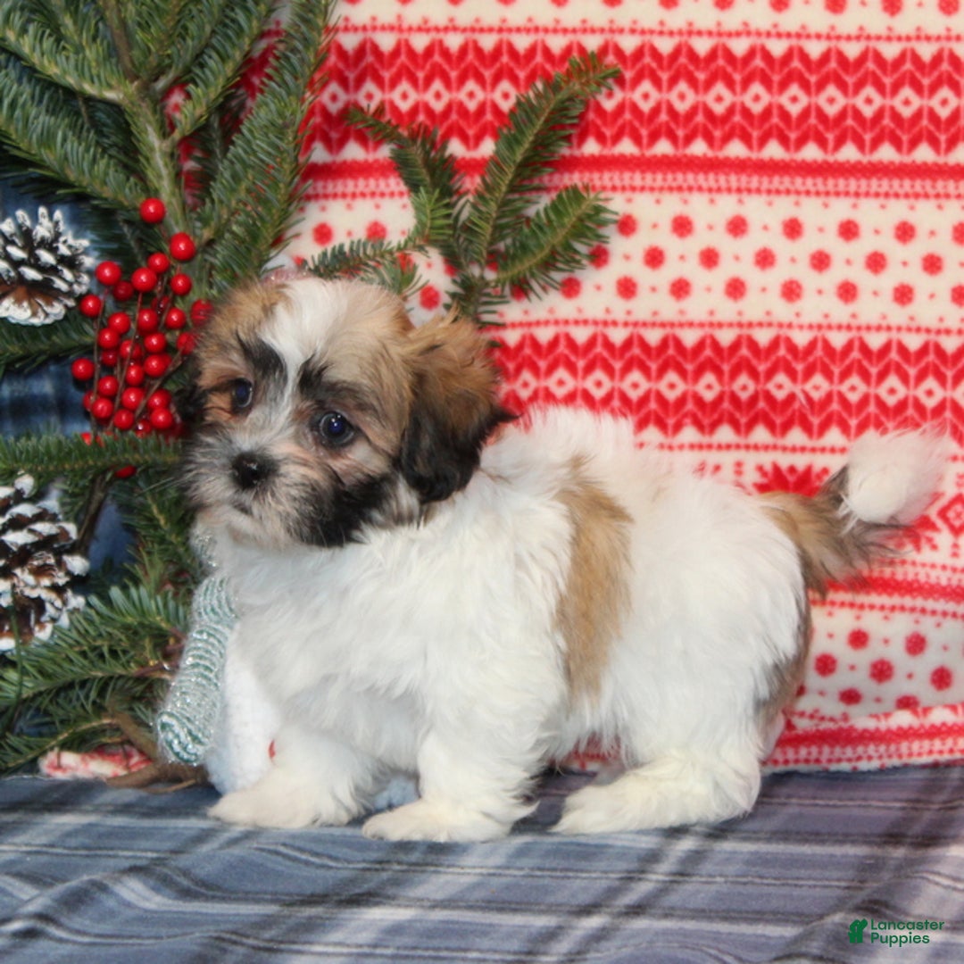 Teddy Bear dogs for sale: Forest - Ad 4