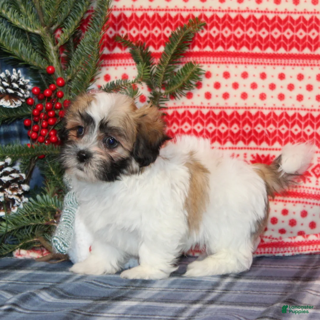 Teddy Bear dogs for sale: Forest - Ad 4