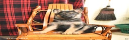 German Shepherd dogs for sale: Pretzel - Ad 4
