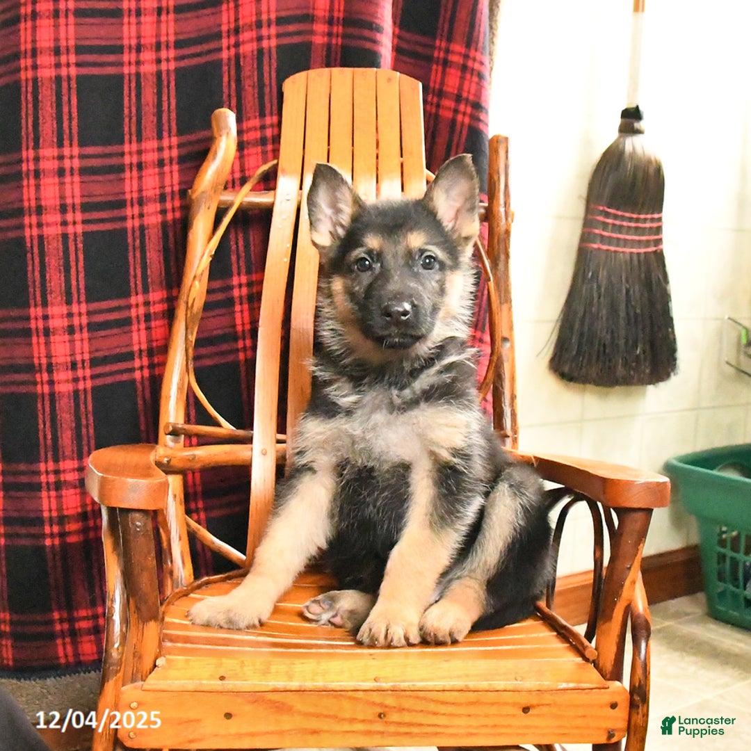 German Shepherd dogs for sale: Pretzel - Ad 4