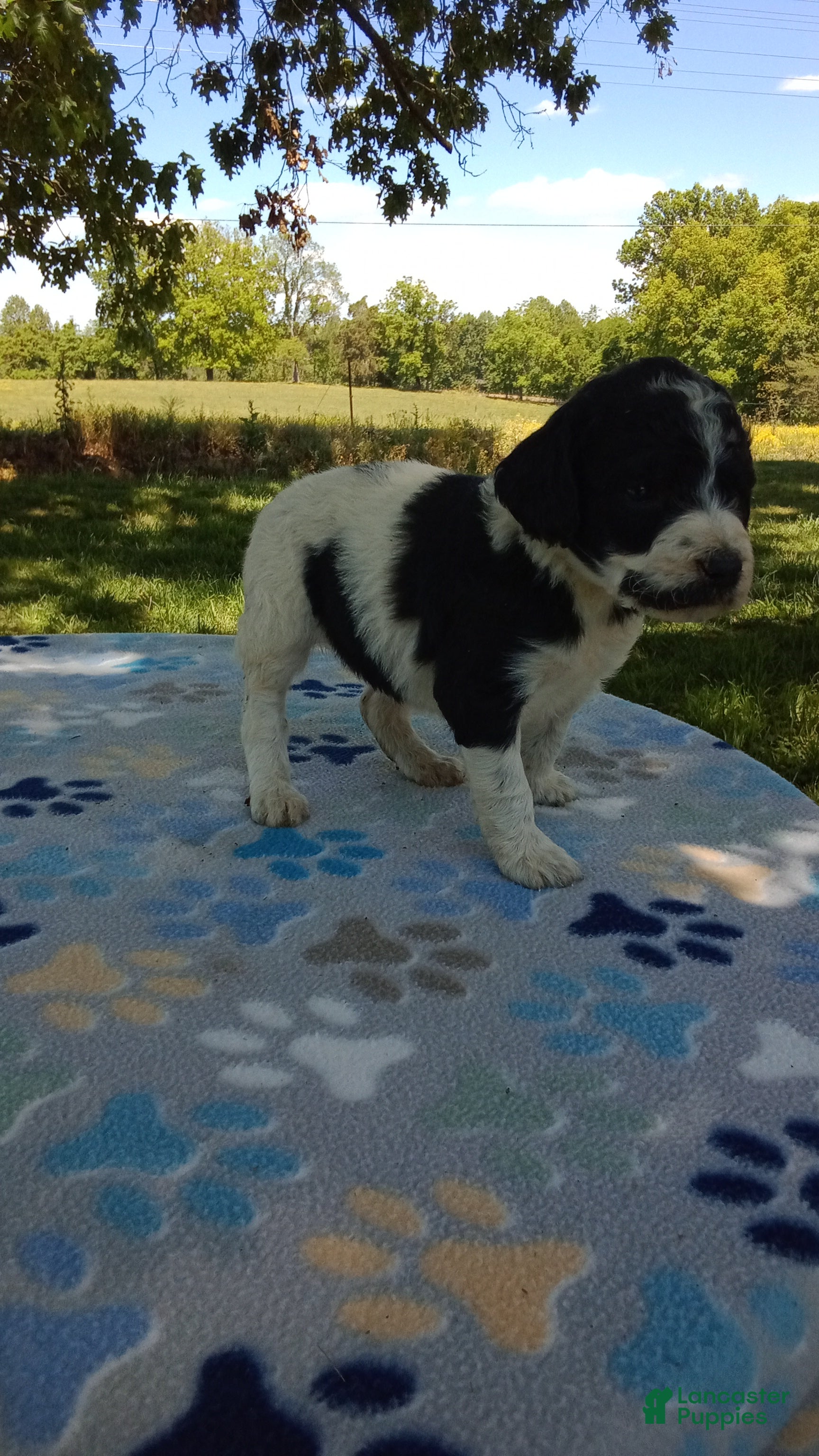 Standard Poodle dogs Spot - Ad 37