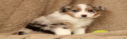 Miniature Australian Shepherd dogs for sale: Dawson - Ad 1