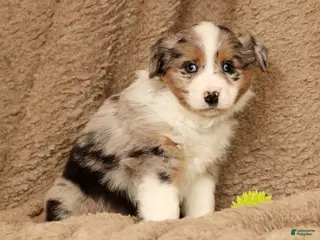 Miniature Australian Shepherd dogs Dawson - Ad 1