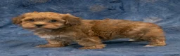 Havapoo dogs for sale: Rusty - Ad 4