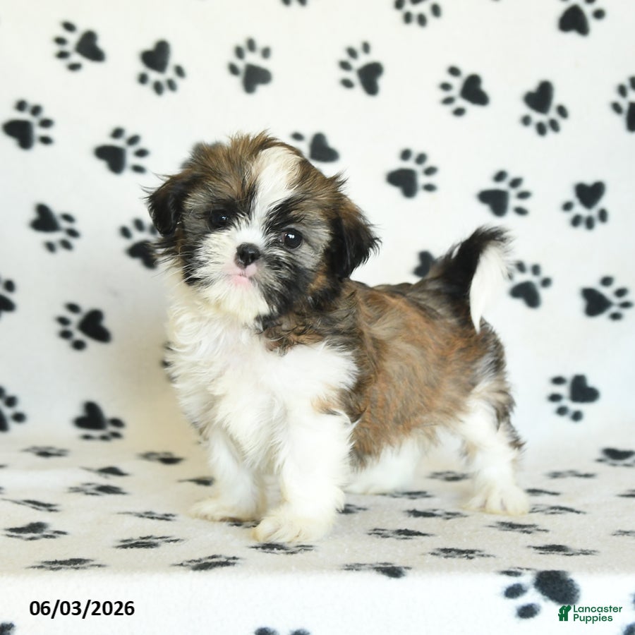 Shih Tzu dogs for sale: Tootsie - Ad 3