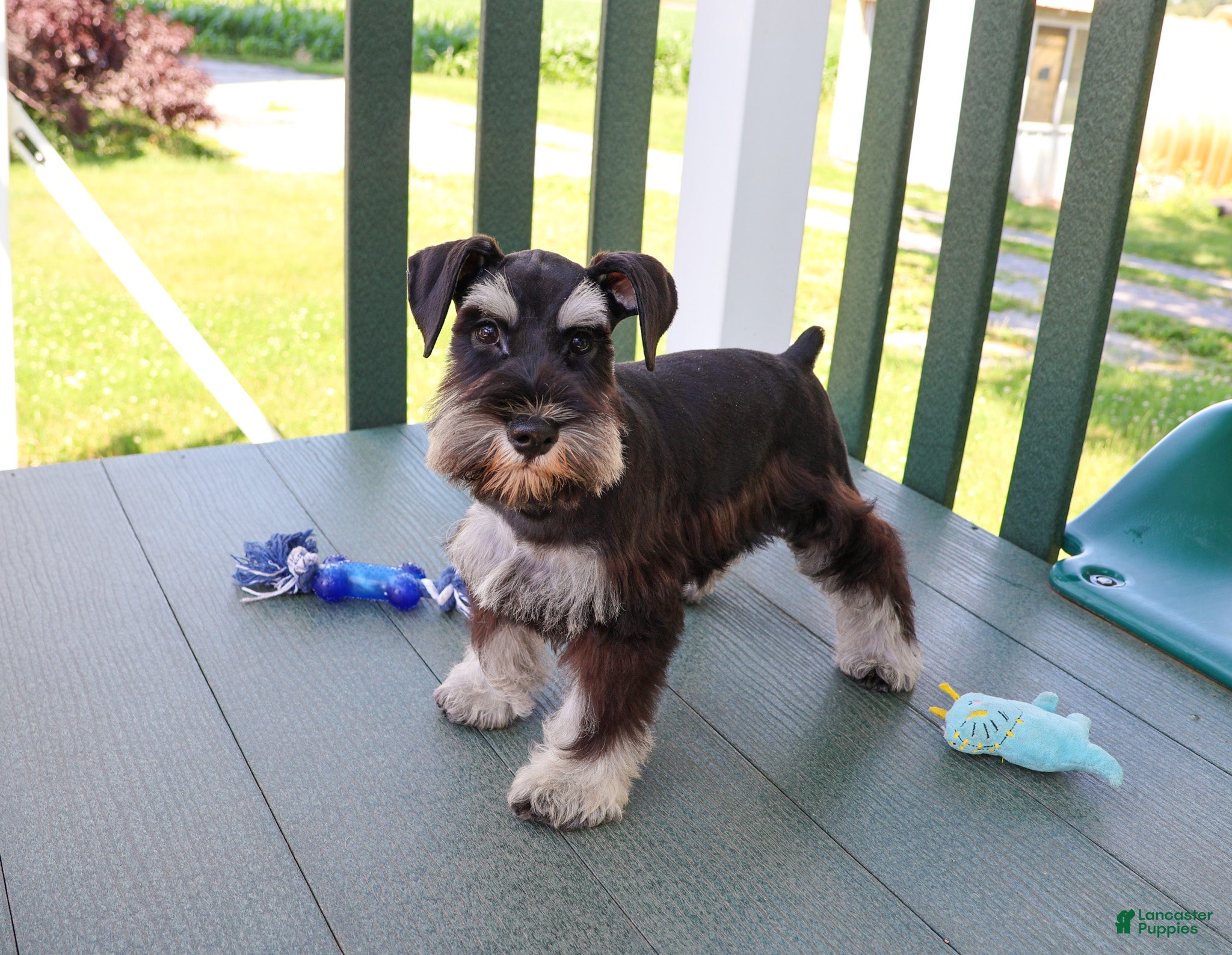 Miniature Schnauzer dogs Tristan  - Ad 12