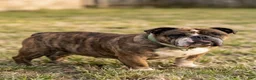 English Bulldog dogs for sale: English Bulldog (Bella) - Ad 3
