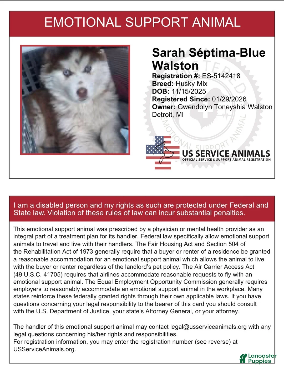 Mixed Breed dogs for sale: Mixed Breed Puppy 2 - Ad 1