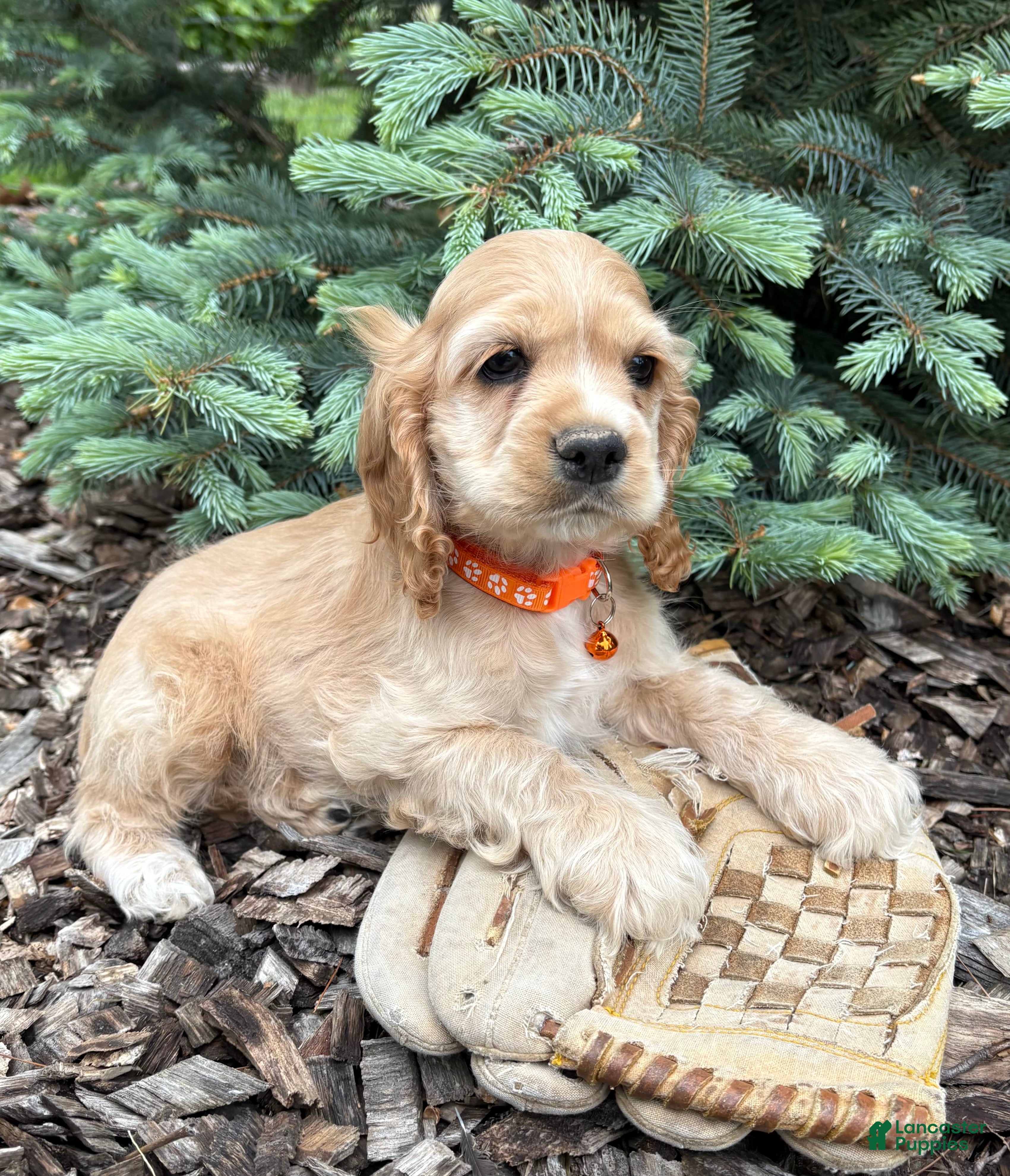 Cocker Spaniel dogs Jimmy - Ad 2