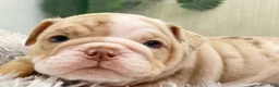 English Bulldog dogs for sale: ERNEST - Ad 11