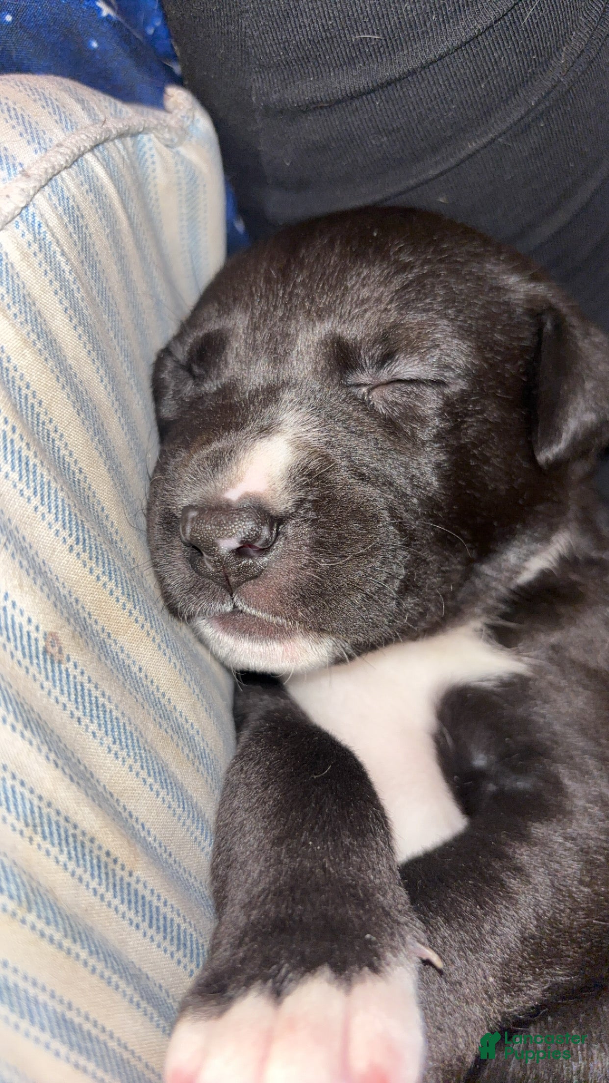 Mixed Breed dogs  Puppy 1 - Ad 38